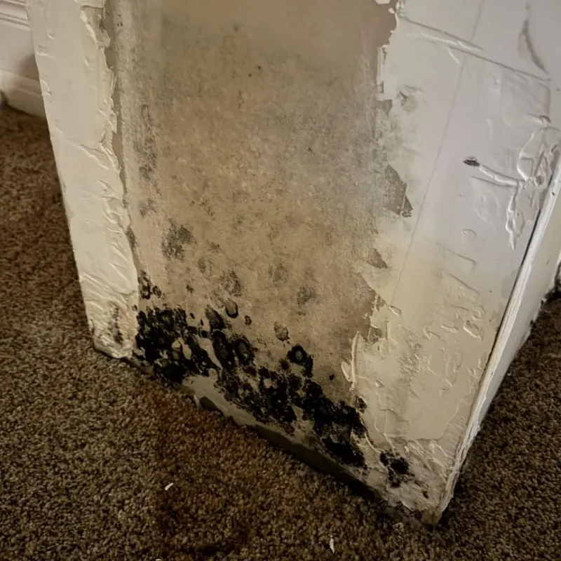 Professional Mold Removal in Garland County, AR